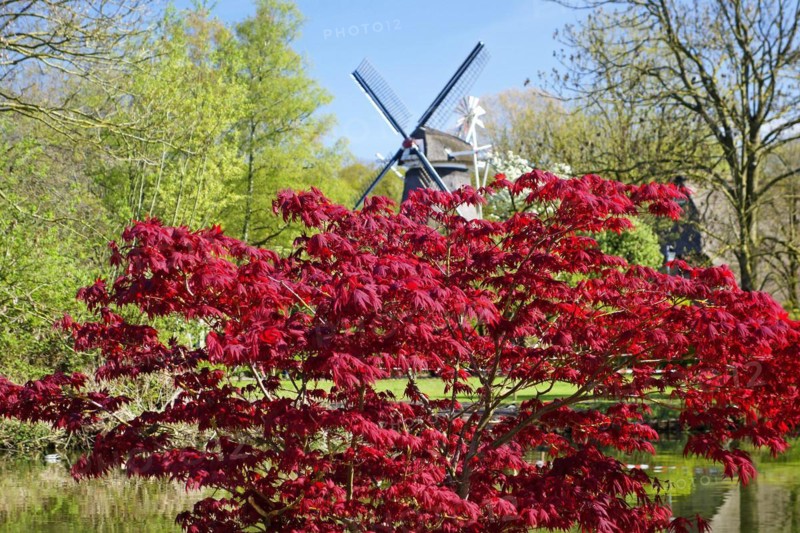 Japanese maple