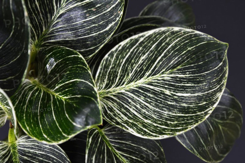 Leaf of exotic 'Philodendron Birkin' plant with beautiful white line patterns on dark green leaves
