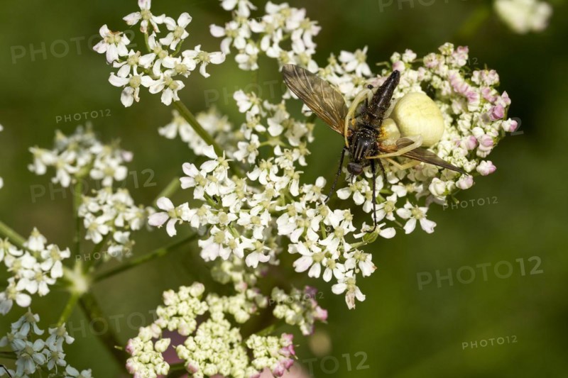 A goldenrod crab spider