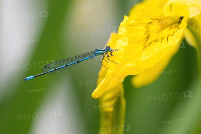 Azure damselfly