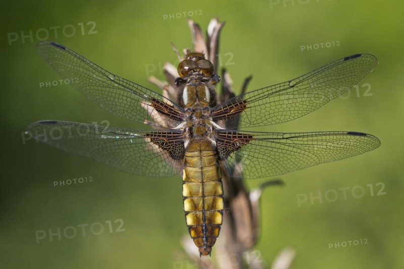 Broad-bodied chaser