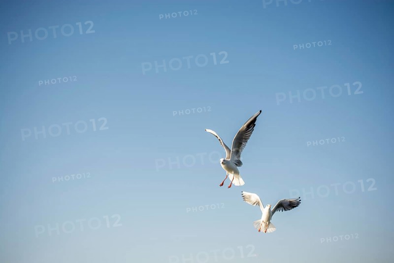 Pair of seagulls are flying in a sky as a background