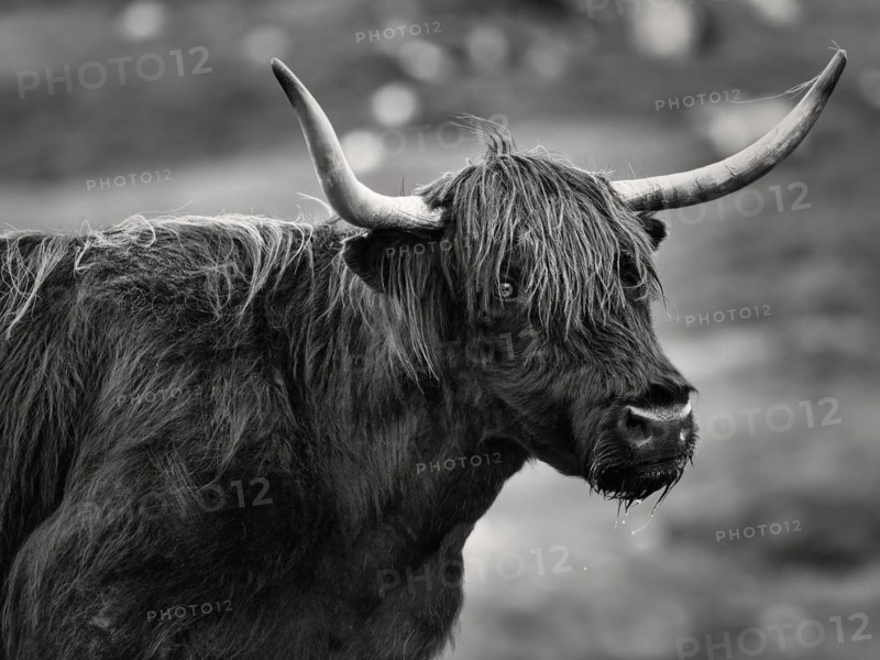 Scottish Highland Cattle