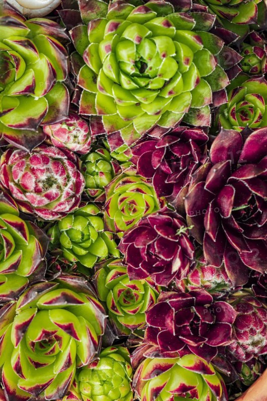 Different species of houseleek