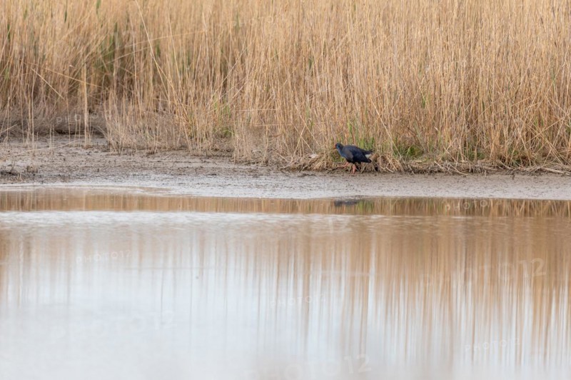 Western Swamphen
