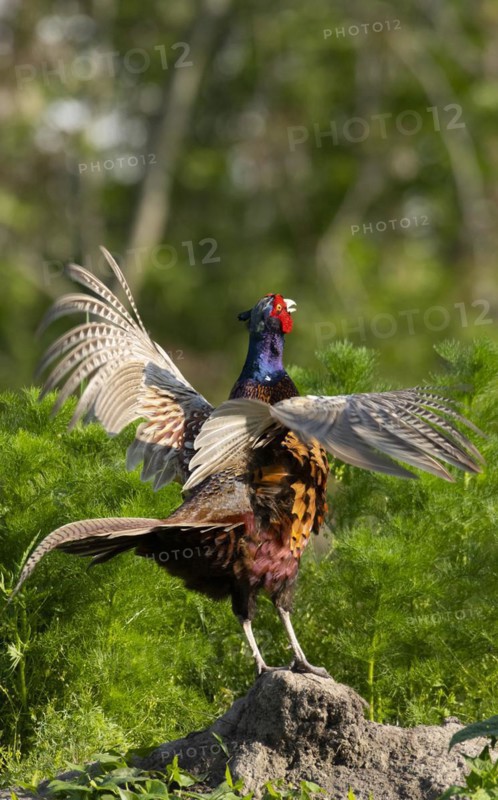 Pheasant