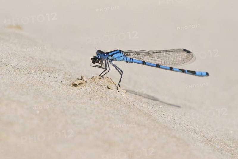Common blue damselfly