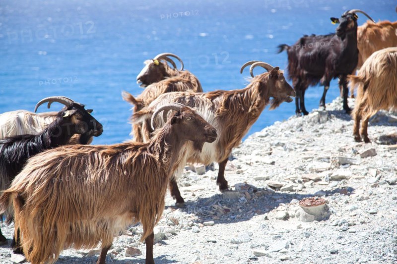 Corsican goats at Cap Corse