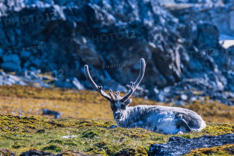 Svalbard Reindeer