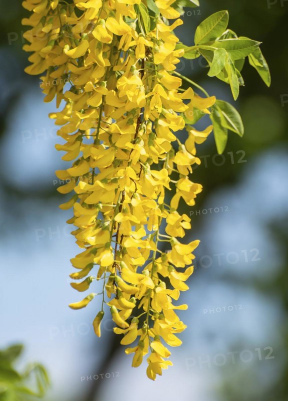 Golden chain