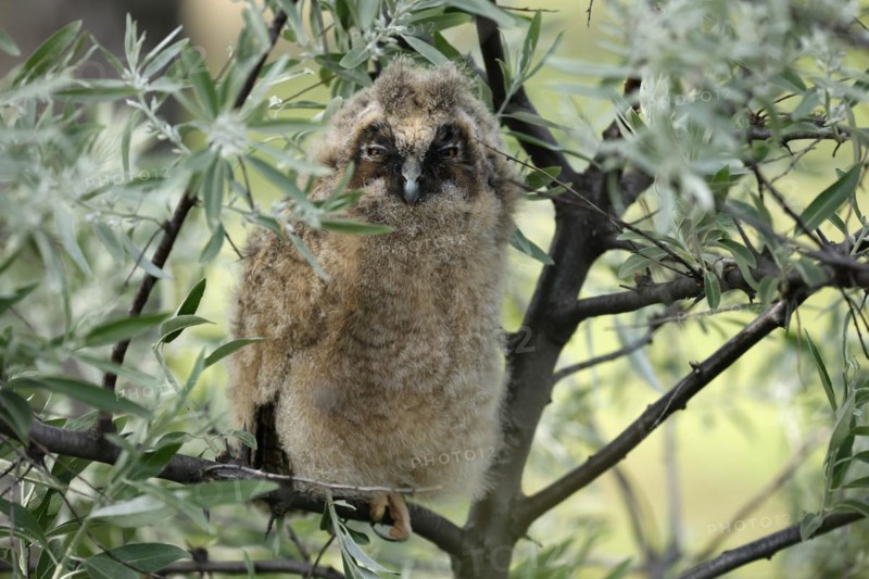 Long-eared owl
