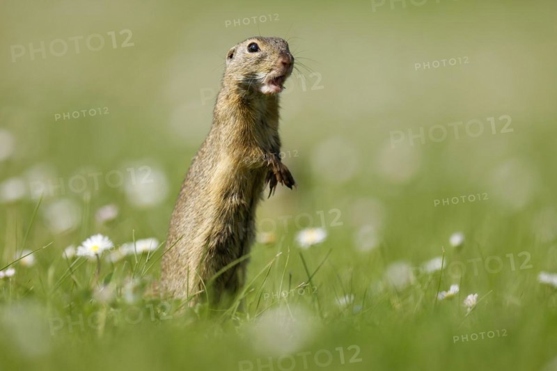 Gopher