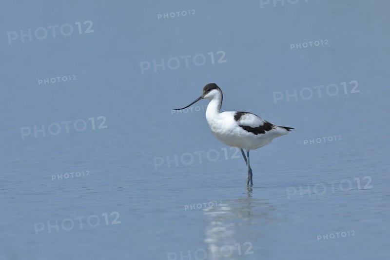 Black-capped avocet