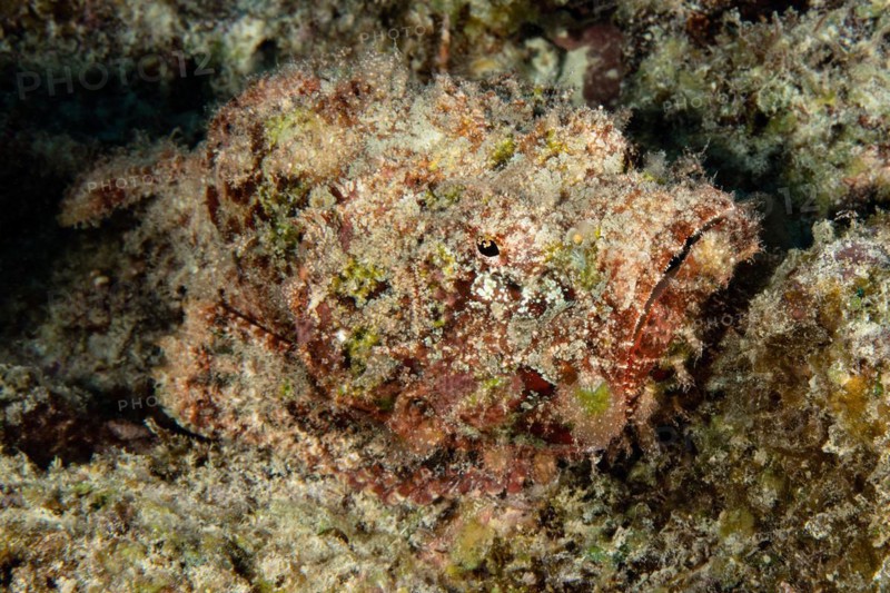 False stonefish