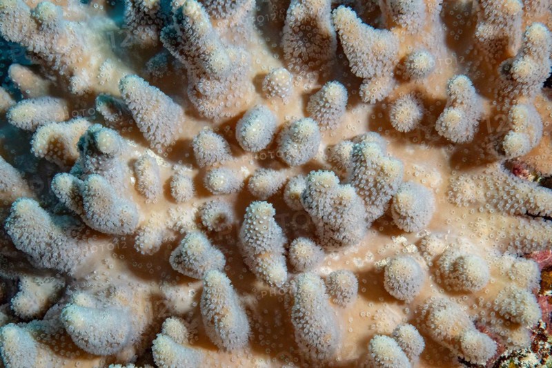 Large-fingered leather coral