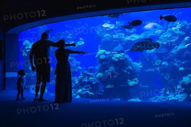 Silhouette of parents who show fish in an aquarium to the little daughter