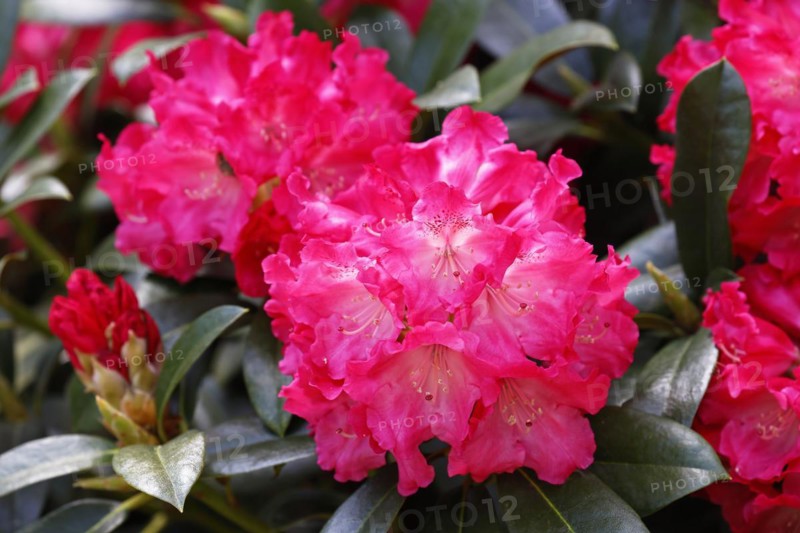 Rhododendron