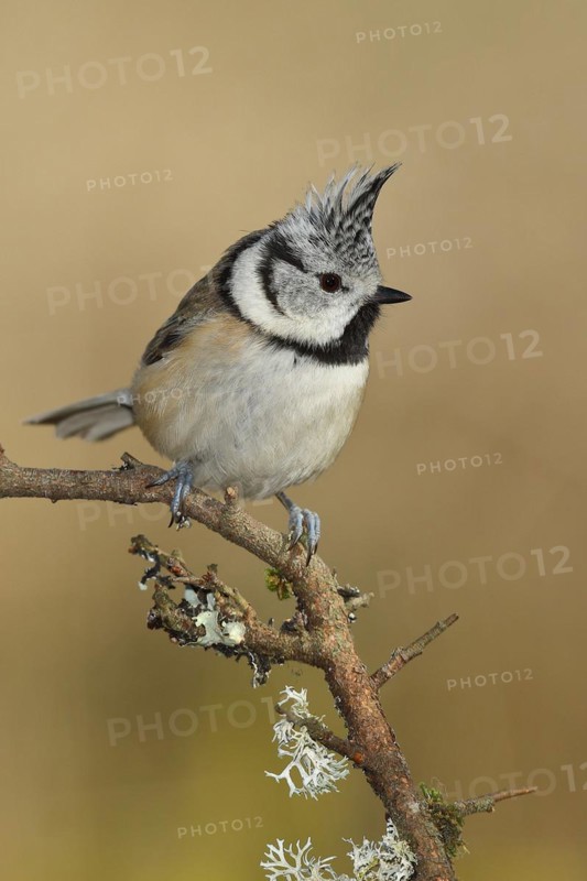 Crested tit