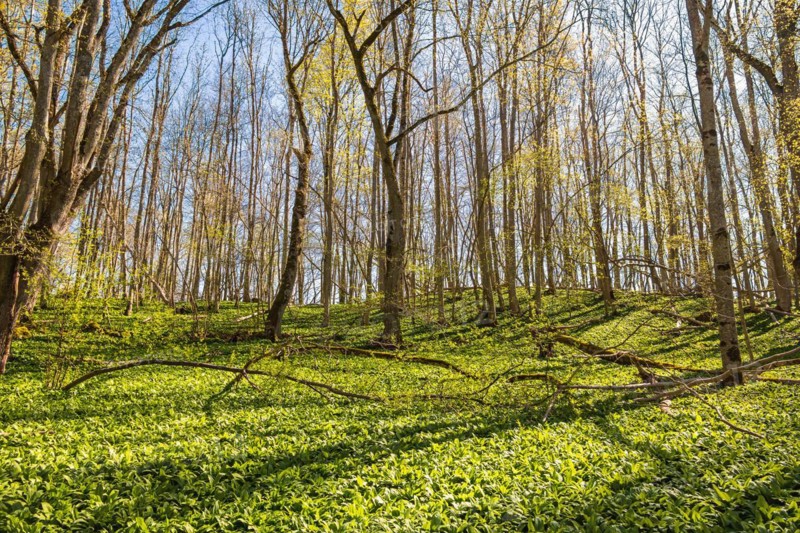Leaves budding in a deciduous forest with wild garlic