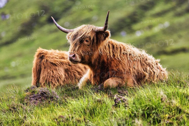 Scottish Highland Cattle