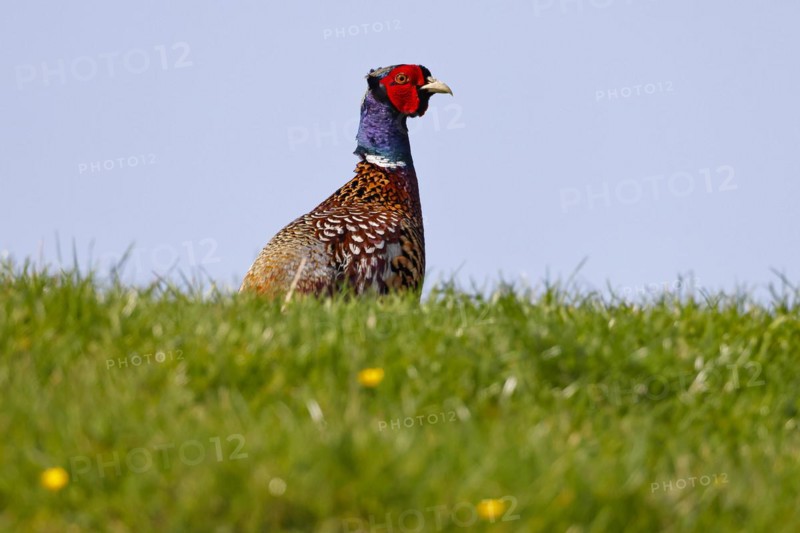 Pheasant