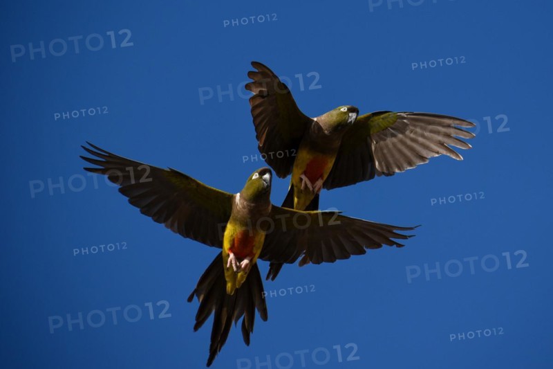 Burrowing parrot
