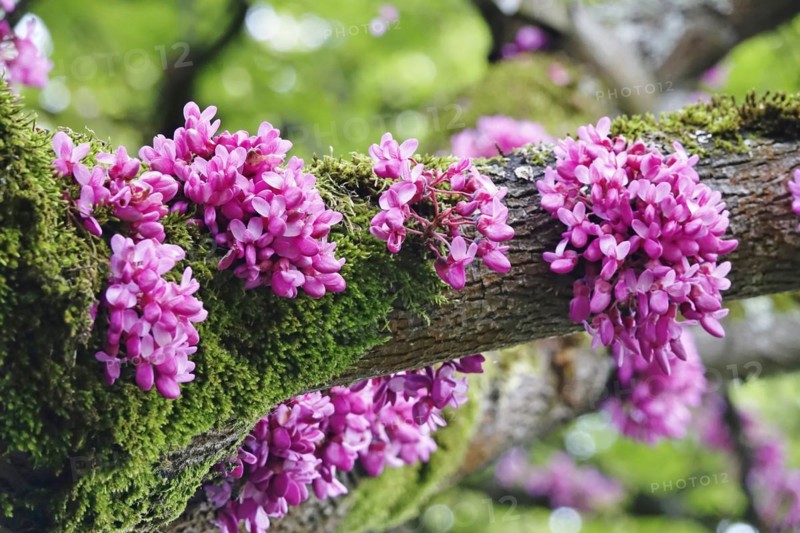 Judas Tree