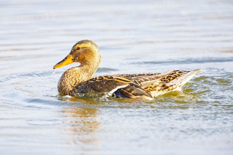 Mallard