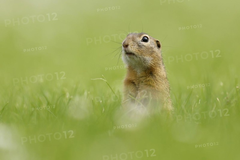 Gopher