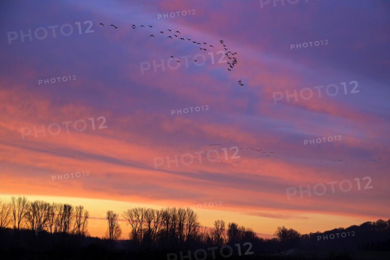 A flock of wild geese flying in the dawn