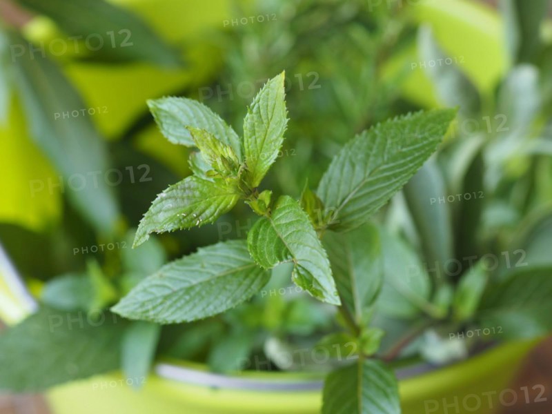 Peppermint