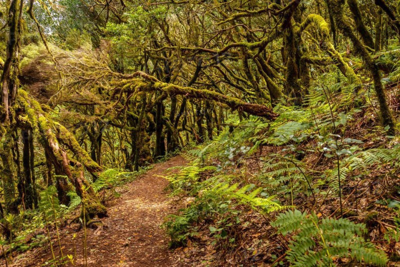 Trekking to Garajonay del Bosque natural park in La Gomera
