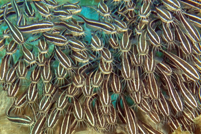 Close-up of small school of poisonous fish striped eel catfish