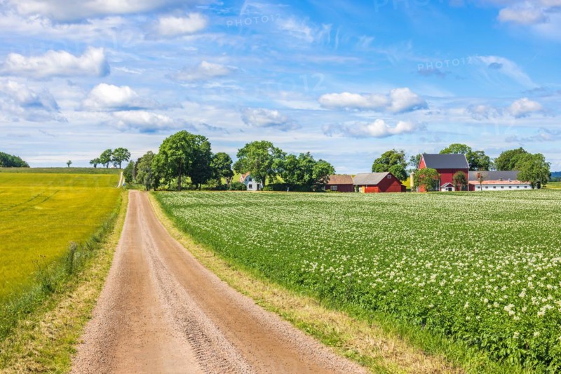 Gravel road to a farm in the country by a blooming potato field in Sweden