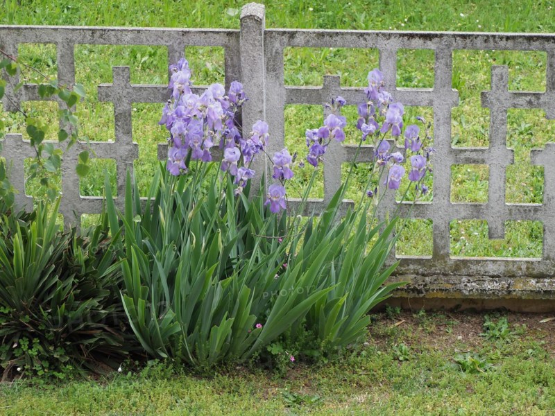 Iris