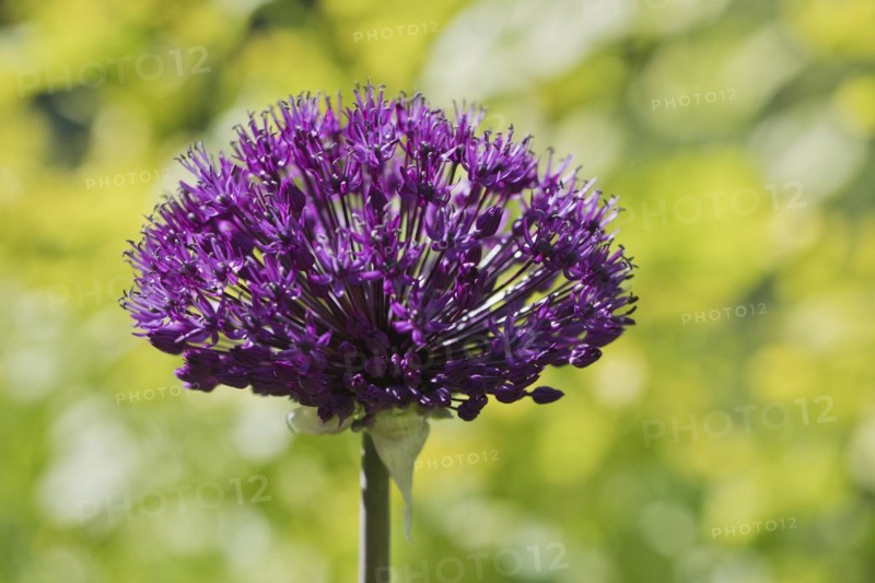 Ornamental leek