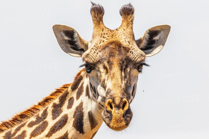 Close up at a Giraffe looking in to the camera in Maasai Mara National Reserve