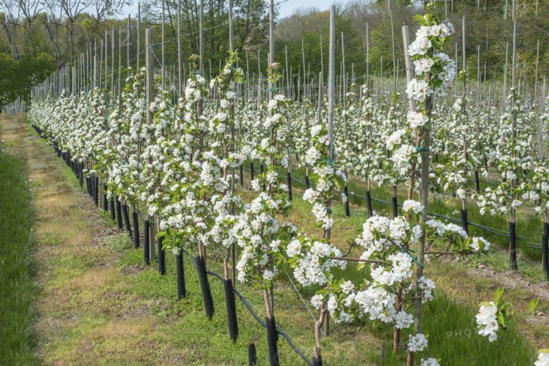 Flowering apple tree type Discovery in orchard in Kivik