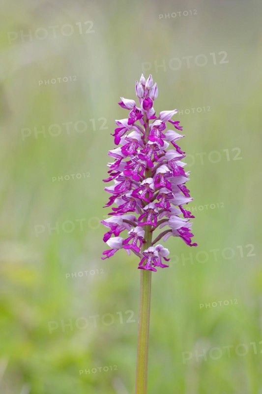 Flower of the helmet orchid