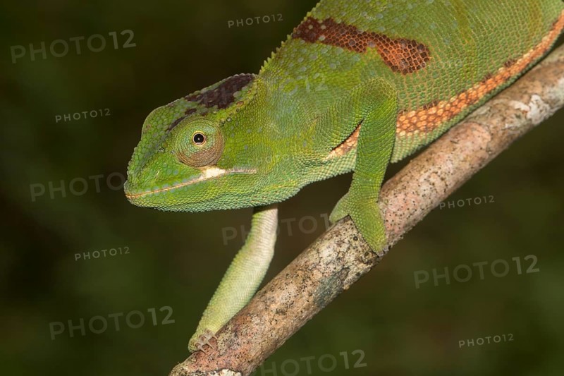 Timo's chameleon