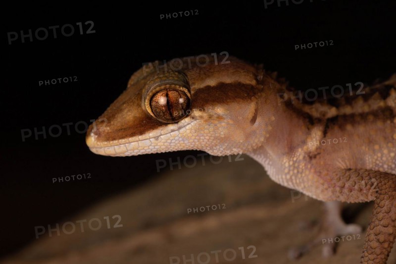 Stumpff's ground gecko