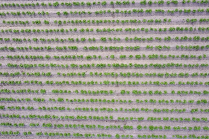 Aerial view over rows of green shoots of potato