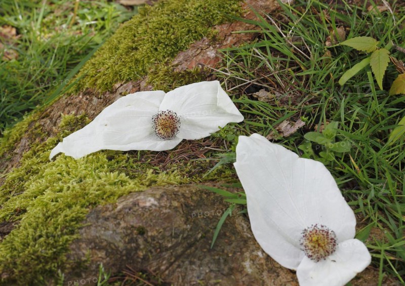 Flower dove tree
