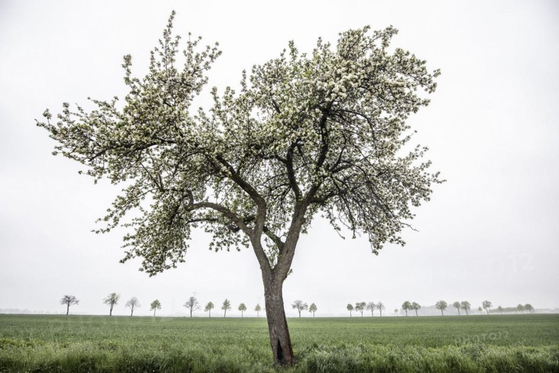 Trees stand out in dreary weather in Vierkirchen