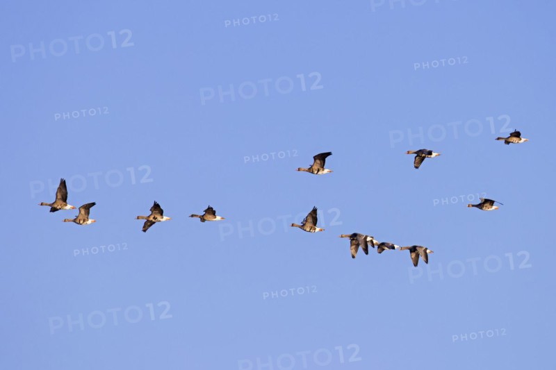 Flock of greater white-fronted geese
