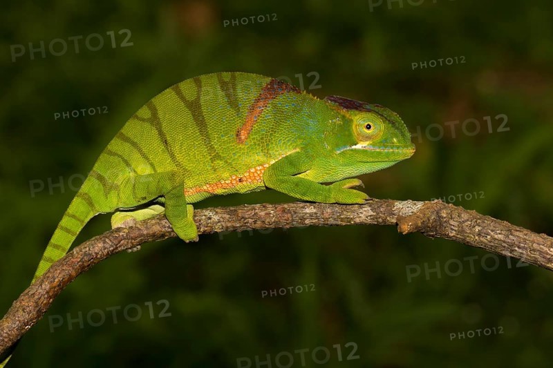 Timo's chameleon