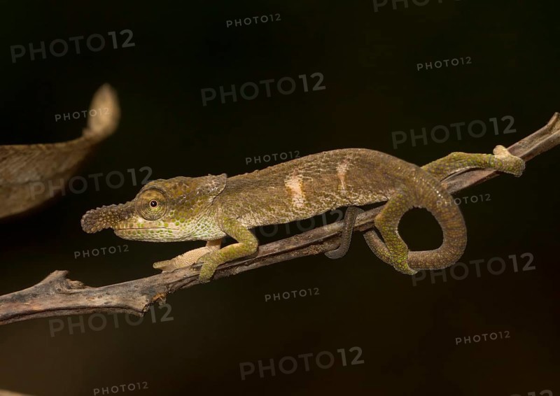 Chameleon