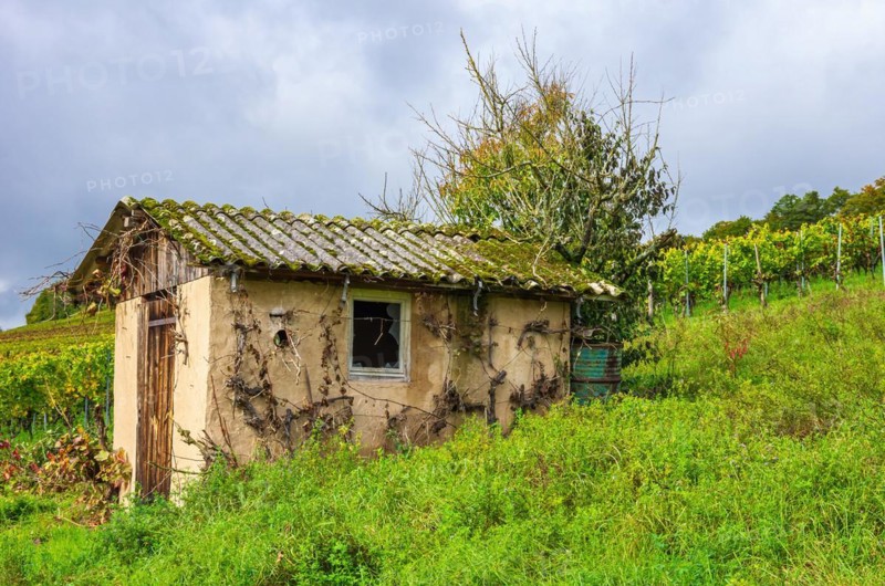 Winegrower's hut in autumn vineyard