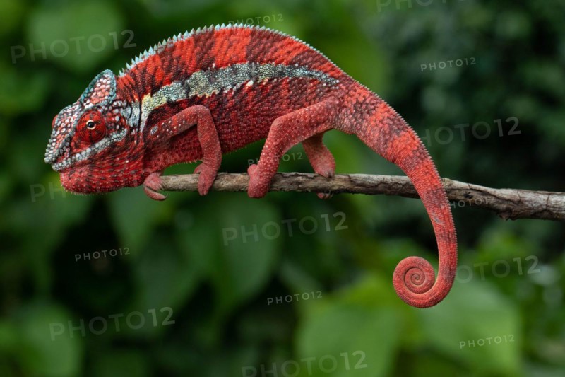 Male panther chameleon