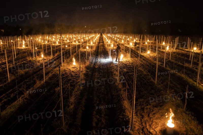 Fires loom on the vineyard of Wackerbarth Castle in Weinboehla